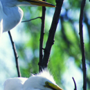 Eufaula National Wildlife Refuge General Brochure (2022)