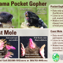 Mazama Pocket Gopher ID Card