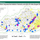 Map of the northern long-eared bat in Kentucky