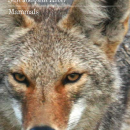 San Luis NWR Complex Mammal Brochure