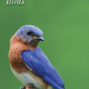 NCTC Bird Guide