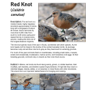 Maine Field Office Red Knot Fact Sheet