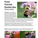 Maine Field Office Rusty Patched Bumble Bee Fact Sheet