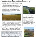 DBCP Salt Marsh Factsheet