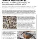 DBCP Shorebird Factsheet