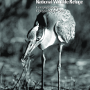 Ten Thousand Islands National Wildlife Refuge Comprehensive Conservation Plan