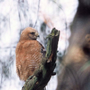 Ernest F. Hollings ACE Basin National Wildlife Refuge Bird List