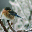 Clarks River NWR Bird Brochure