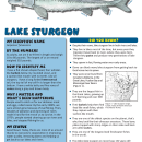 handout_lake_sturgeon.pdf