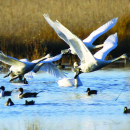 Mackay Island NWR Brochure