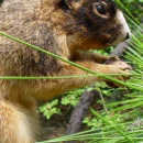 Mountain Longleaf NWR Brochure