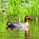 Pee Dee NWR General Brochure