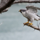 Male peregrine falcon perched on a branch