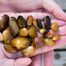 A variety of mussels in the hand of a biologist