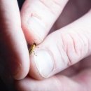 Biologist holds Bethany Beach firefly to confirm species markings