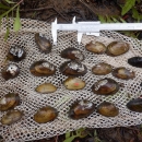 23 freshwater mussels laid out on a white mesh bag, next to a pair of calipers. 