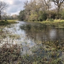 Forested Wetland on San Bernard National Wildlife Refuge