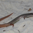 Cedar Key mole skink in sand