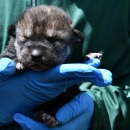 A person wearing latex gloves holds a young Mexican wolf pup