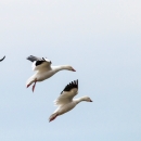 Three snow geese in flight