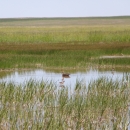 A duck sits in a wetland. 