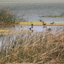 Several species of ducks in a cattail marsh are shown.