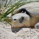 a tan sea turtle lays on the sand under some grass