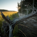an old tree at the edge of the marsh