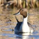 Northern pintail on a wetland