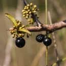 Everglades bully is a 3 to 6-foot thorny perennial shrub with one to several stems and clusters of small white flowers. The shrub is native to Miami-Dade County and only grows in pine rocklands.