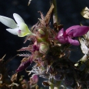 The Florida prairie clover is a perennial shrub that grows in pine rocklands and coastal uplands. It flowers all year long with white and maroon blossoms.