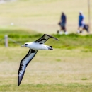 Laysan albatross flying above Kahuku Golf Course