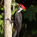 A pileated woodpecker perched on the trunk of a small tree