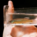 Viewing box held in hand with colorful fish inside