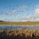 Flock of Canada geese in flight over from a wetland edged in grasses.