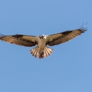 a large black and white bird in flight with outstretched wings