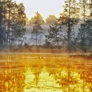 Foggy morning day on a refuge pool