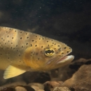 A close up view of a trout with dark spots underwater