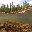 A trout with dark spots swims in a shallow stream, the forest is visible above the waterline