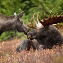 A pair of moose