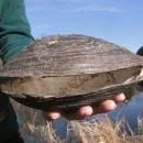 A person holds the shell of the invasive silty pond mussel in New Jersey