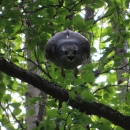 a gray raptor jumped off a branch in the forest