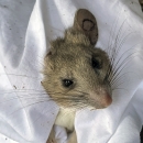 a close up of a riparian woodrat's face, with its body held in a pillowcase