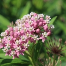 Swamp milkweed in bloom
