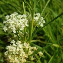 Whorled milkweed in bloom