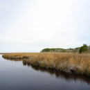 Tidal marsh in Currituck Sound, North Carolina.