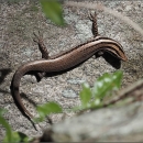 a brown skink on a rock