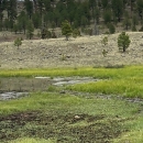 Three Forks Springsnail habitat of springs found within grassy fields of the high elevation forests