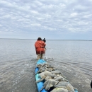 A volunteer caravaning multiple green sea turtles on a blue kayak