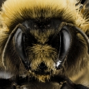 Close up of a western bumble bee face